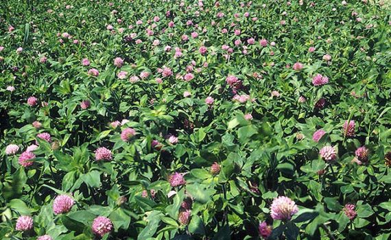 Red clover field