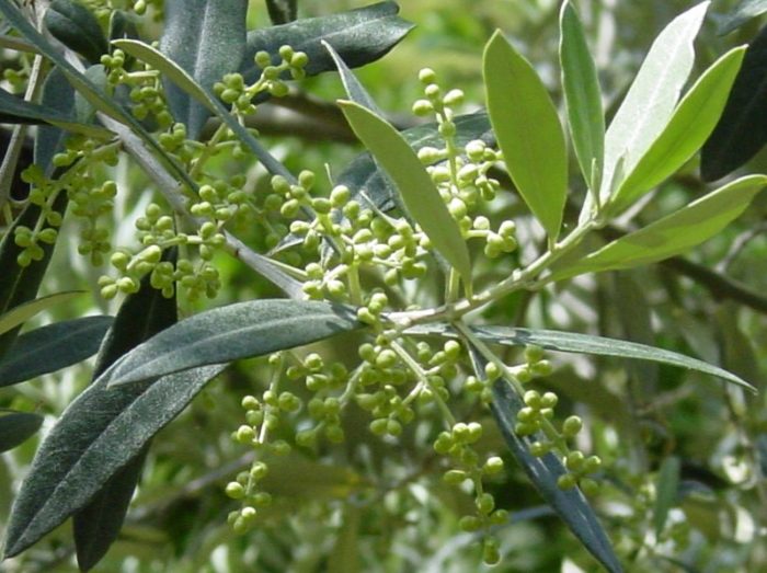 Olive World Crops Database Fruit vegetables Vegetable oils