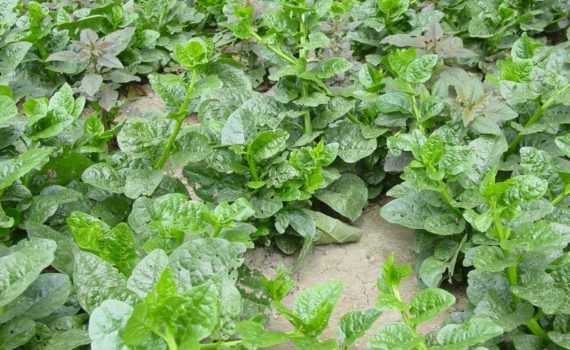 Indian spinach