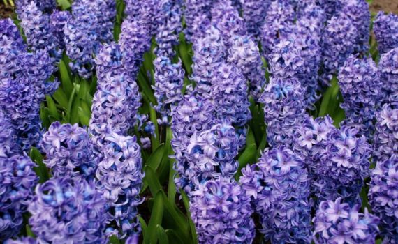 Blue hyacinth