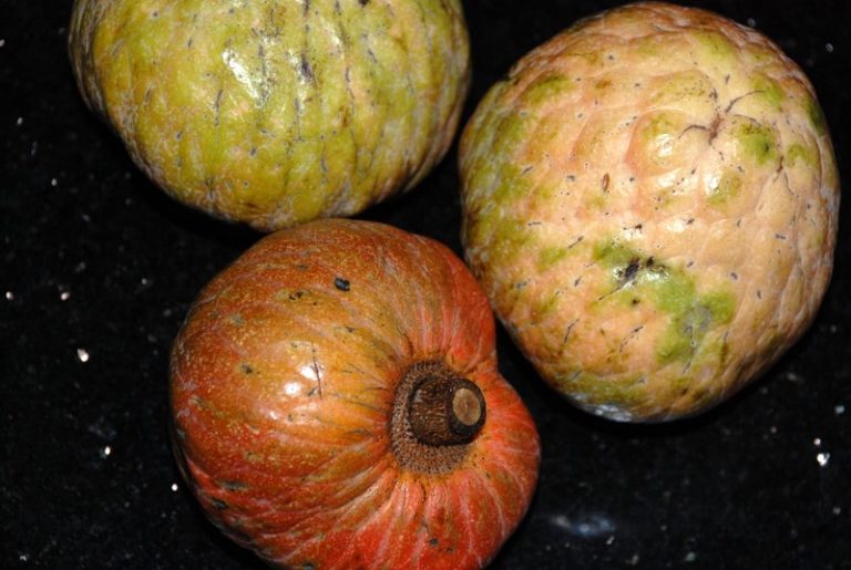Custard apple World Crops Database Tropical fruits