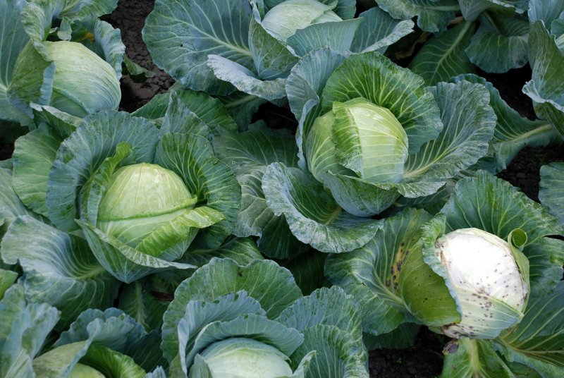 Image result for cabbages