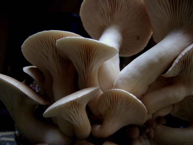 sons of the forest king oyster mushroom