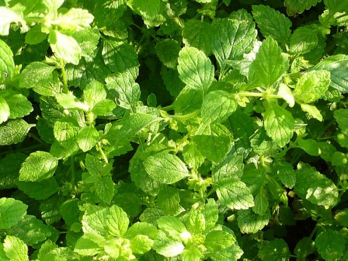 Lemon balm and hormones picture
