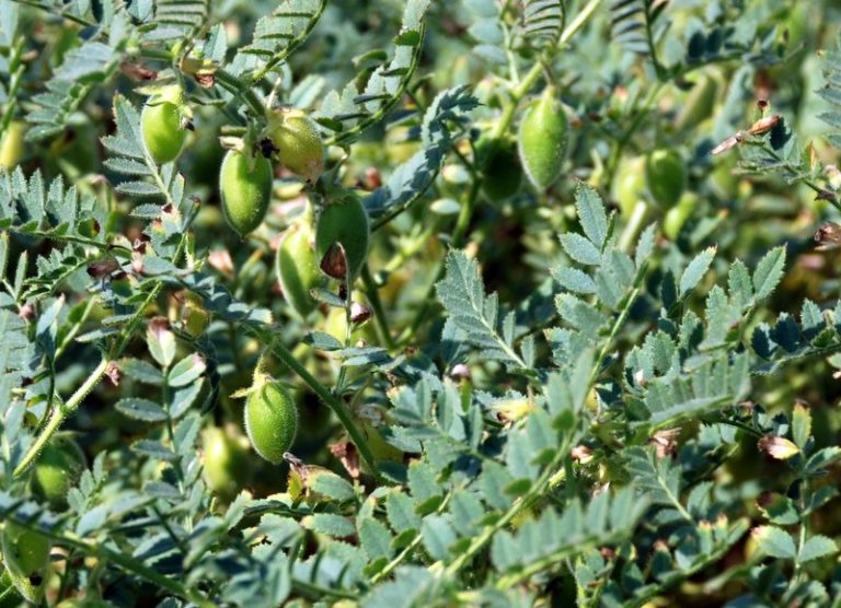Chickpea World Crops Database