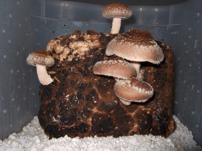 Shiitake mushrooms in growing chamber