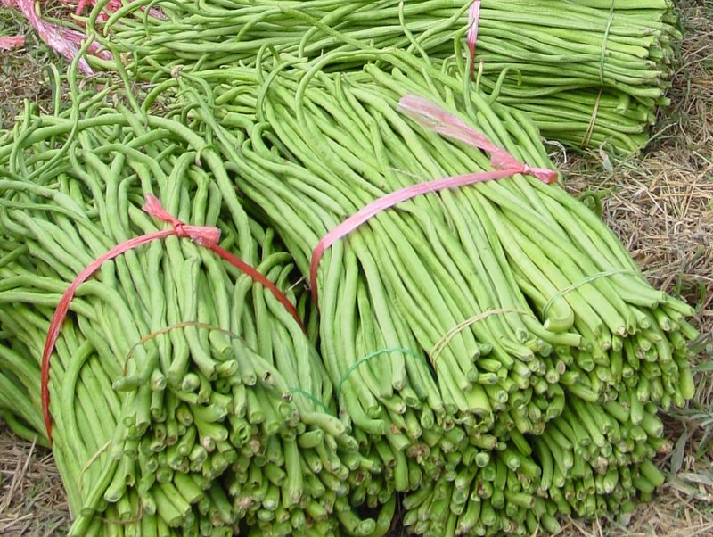 Podded vegetables - Yard-long bean