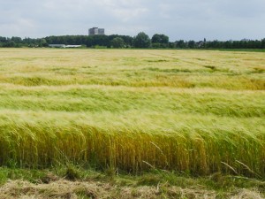 Barley field in The Netherlands