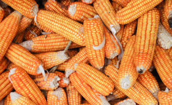 Maize or corn