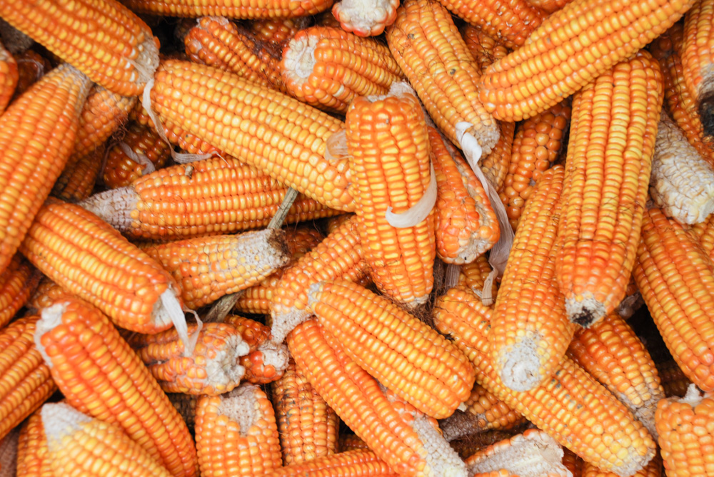 Maize or corn