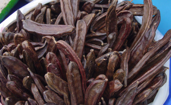 Carob tree