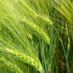 Food crops - Barley