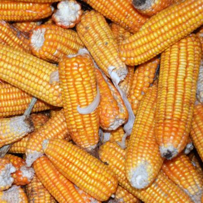 Agriculture: cereals - Maize or Corn