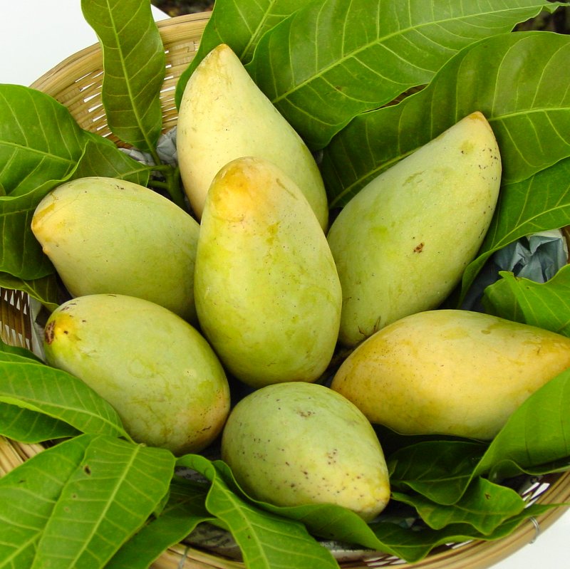 Mango - World Crops Database