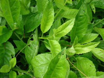 Okinawan spinach