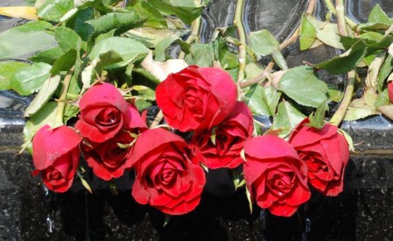 Roses