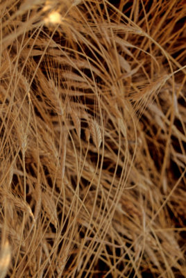 Cultivated einkorn wheat