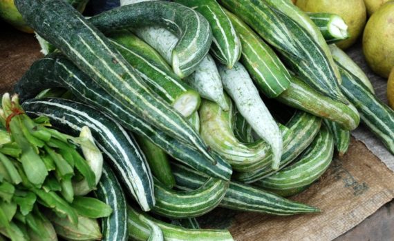 Snake gourd