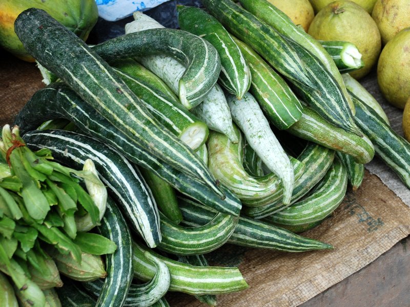 Snake gourd