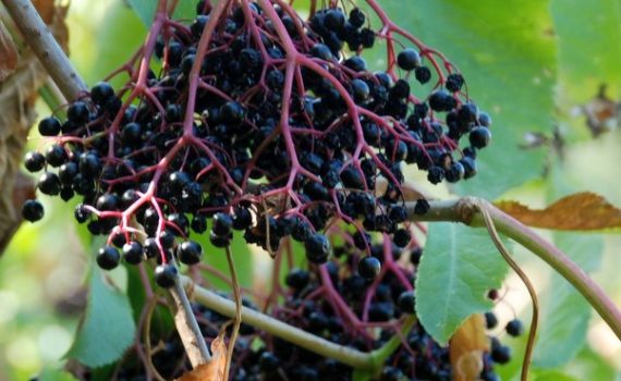 Elderberry