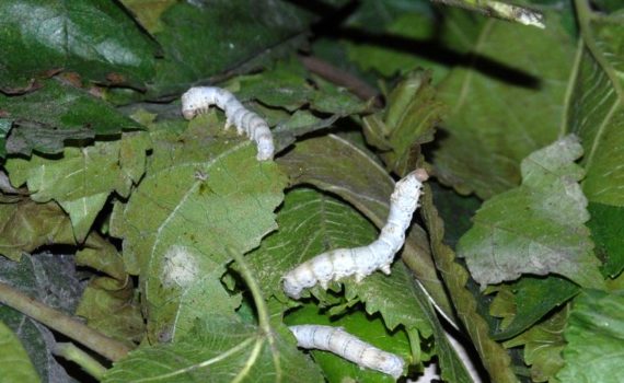 Silk worms