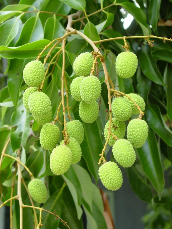 Lychee Litchi World Crops Database Tropical Fruits,What Do Cats Like To Look At