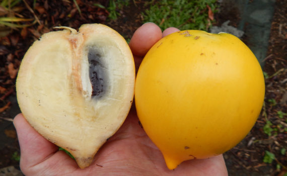 Abiu fruit