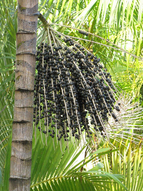 Acai palm with fruits