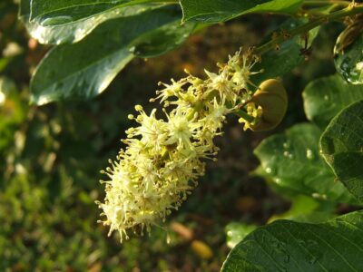 Ackee_Flower_001