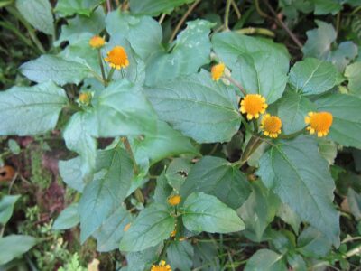 Toothache plant