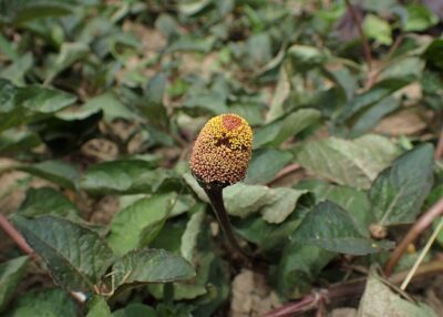 Acmella oleracea