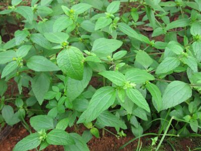 Acmella oleracea