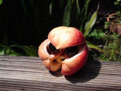 Akee fruit