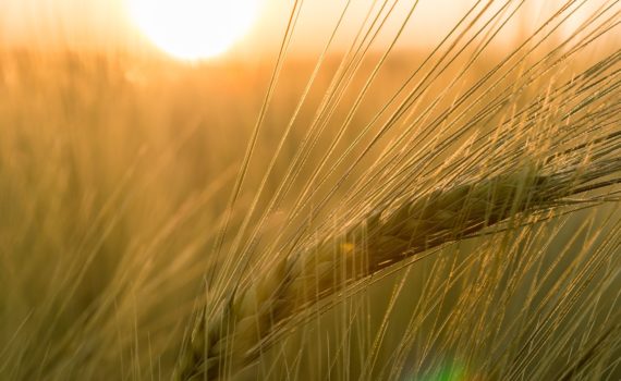 Alcohol production - Barley
