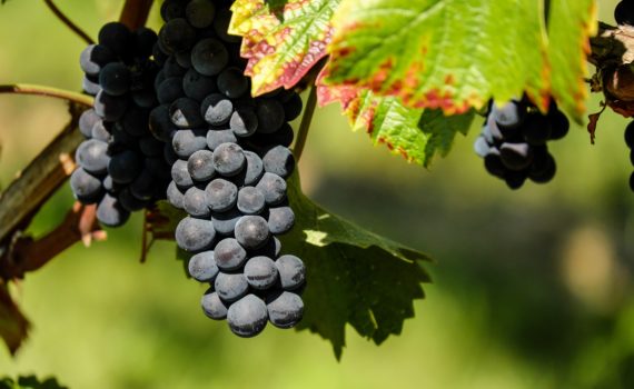 Alcoholic drinks - Blue grapes to make red wine