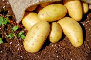 Alcoholic drinks - Potatoes can be used to make Vodka