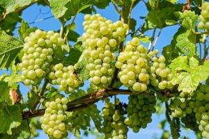 Alcoholic drinks - White grapes to make white wine