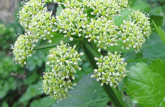 Alexanders