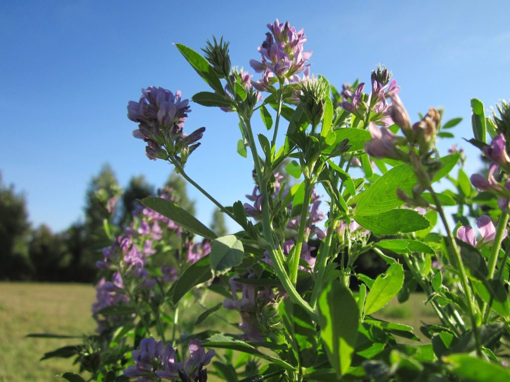 Alfalfa flowers