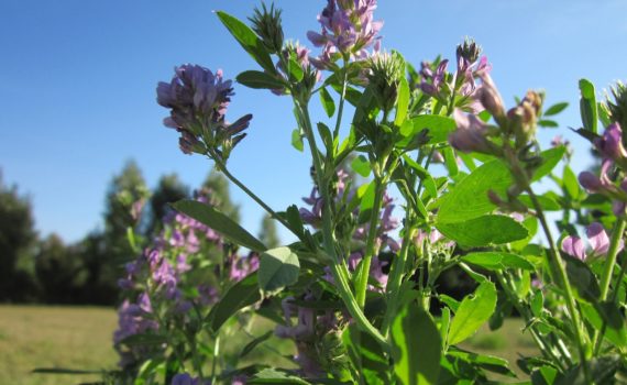 Alfalfa flowers