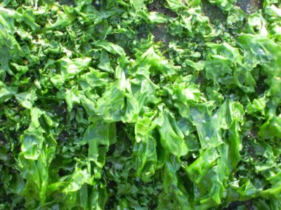 Algae - Sea lettuce