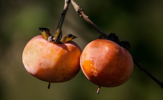 American persimmon