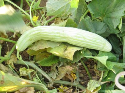 2 Armenian cucumber