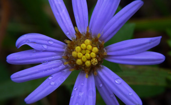Aster