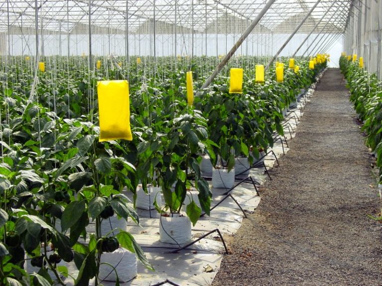 Chili pepper Bell pepper Capsicum annuum World Crops Database