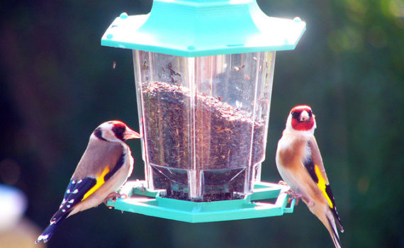 Niger seed in a bird feeder