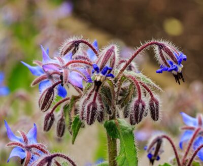 Borago_officinalis 1 Starflower