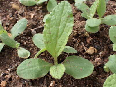 Borago_officinalis Starflower