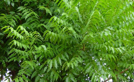 Botanical pesticides - Neem