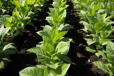 Botanical pesticides - Tobacco